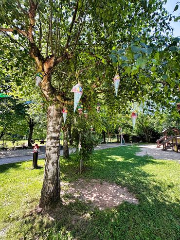 Auf diesem Bild ist ein Zuckertütenbaum zu erkennen.