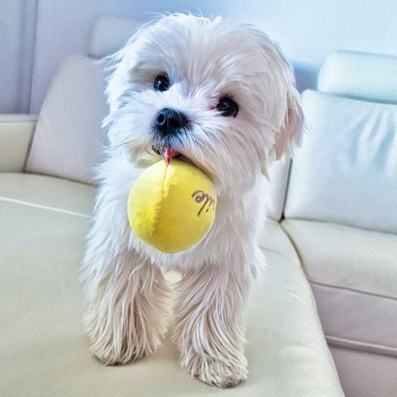 Oskar_Ball__1_