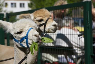 IMG 1671 ps 2012 web image-49904