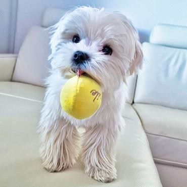 Auf dem Bild ist ein sehr lieber Hund zu sehen. Er hält einen gelben Ball im Mund.