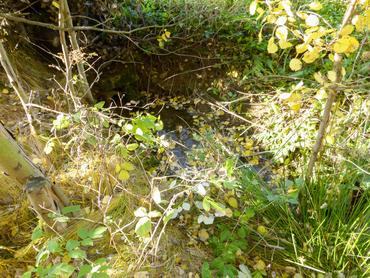 Die Quelle des Schwarzbaches liegt am Hang der Dittersdorfer Höhe. image-65083